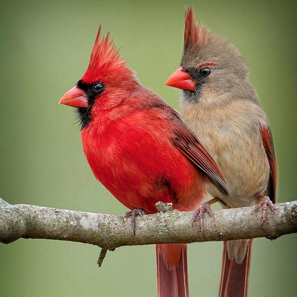 Uccelli cardinali