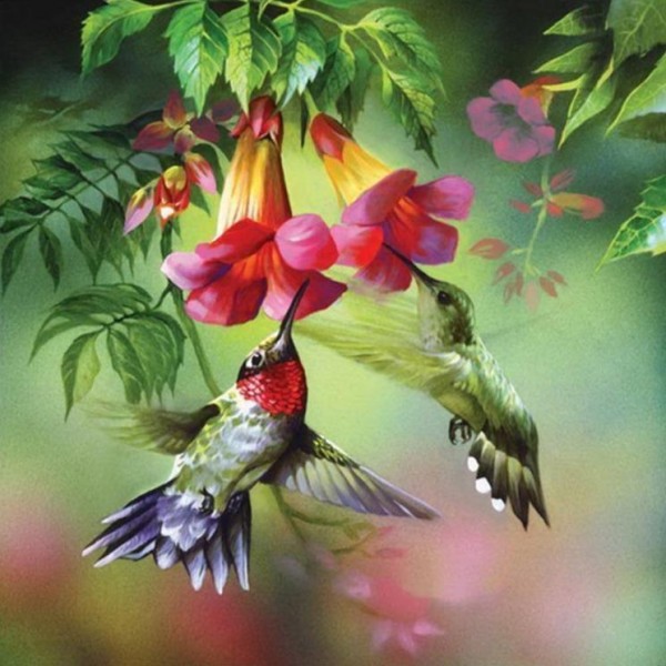 Due colibrì