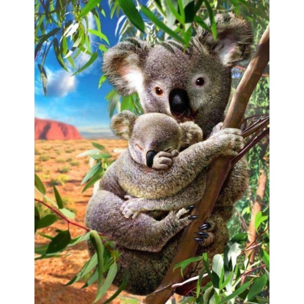 Orsi Koala