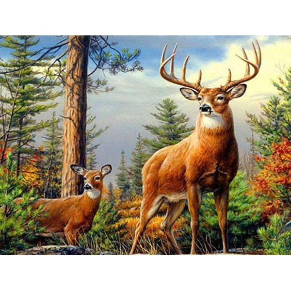 Due cervi nella foresta