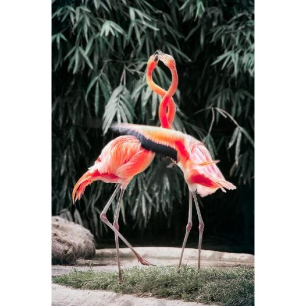 Fenicotteri danzanti