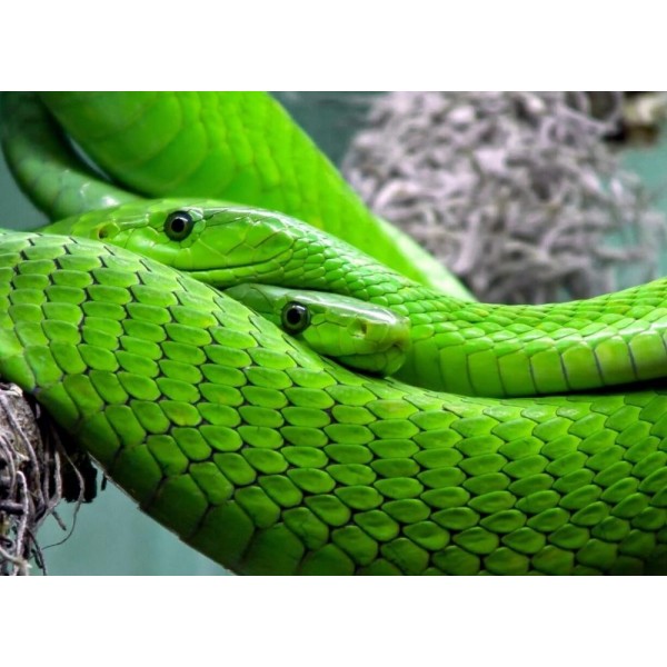 Serpente verde