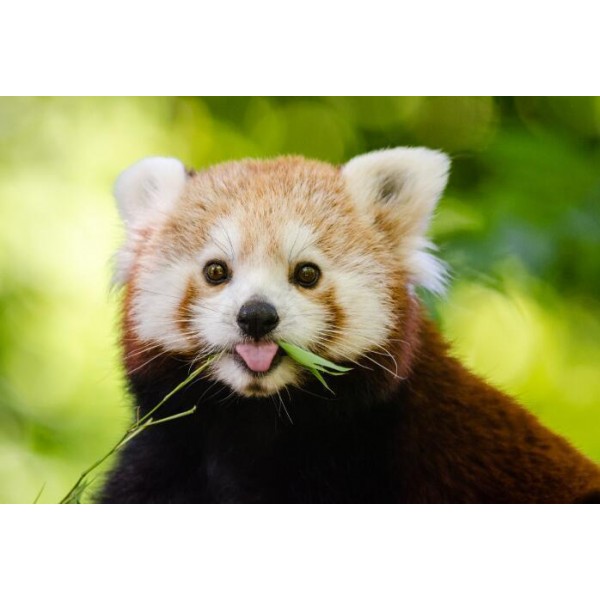 Panda rosso ritratto