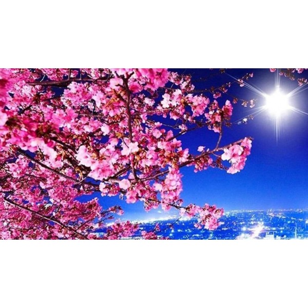 Sakura ciliegio