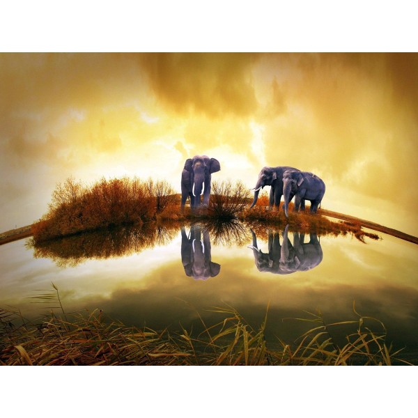 Panorama di elefanti