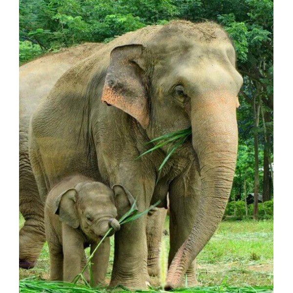 Mamma elefante con il suo piccolo