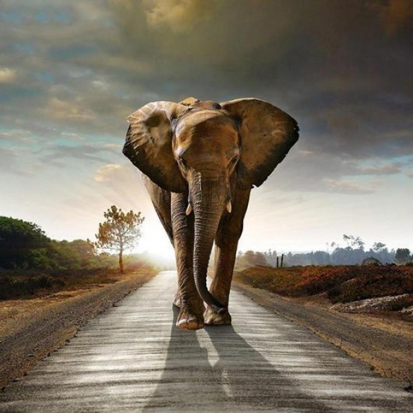 Elefante in cammino