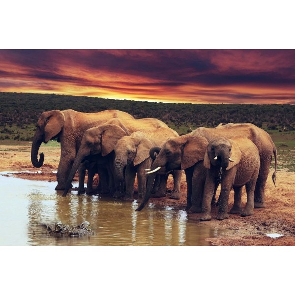 Famiglia di elefanti al lago