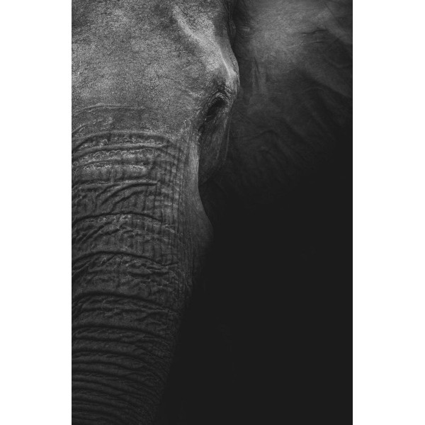 Ritratto di elefante in bianco e nero