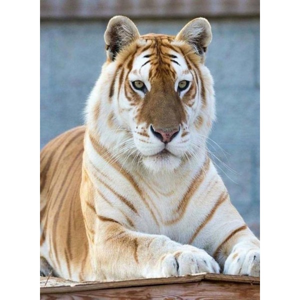 Tigre speciale