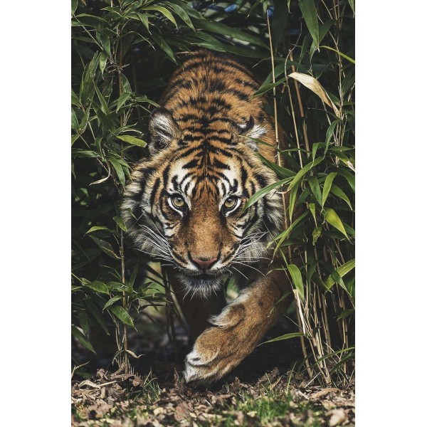 Tigre nell'erba alta
