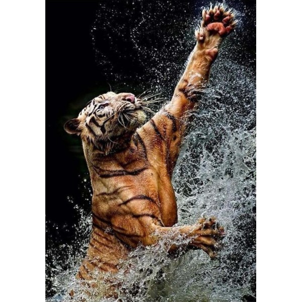 Tigre gioca con l'acqua