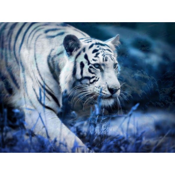 Tigre bianca in movimento