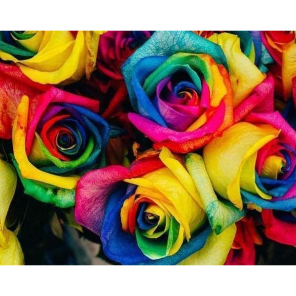 Mazzo di rose colorato