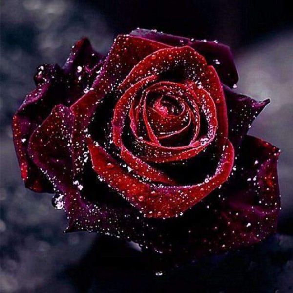 Rosa rossa rugiada