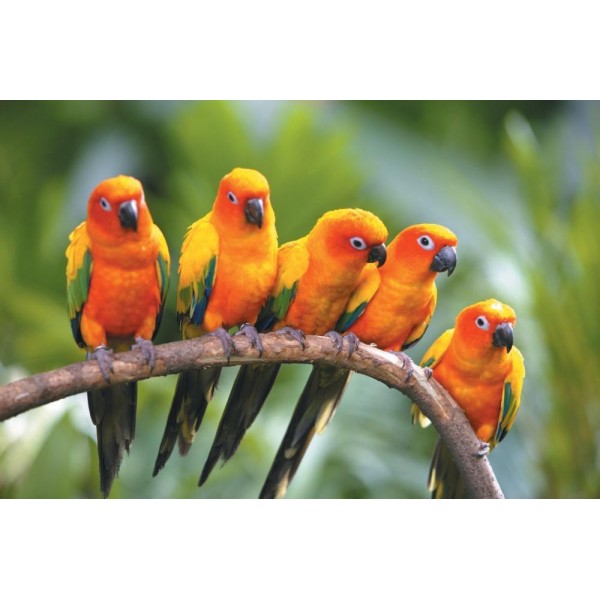 Famiglia di uccelli tropicali