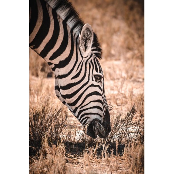Zebra nella savanna