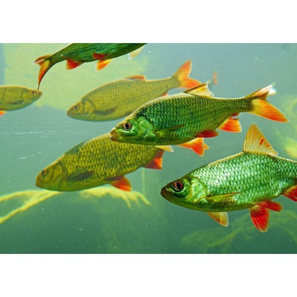 Pesci verdi e arancioni