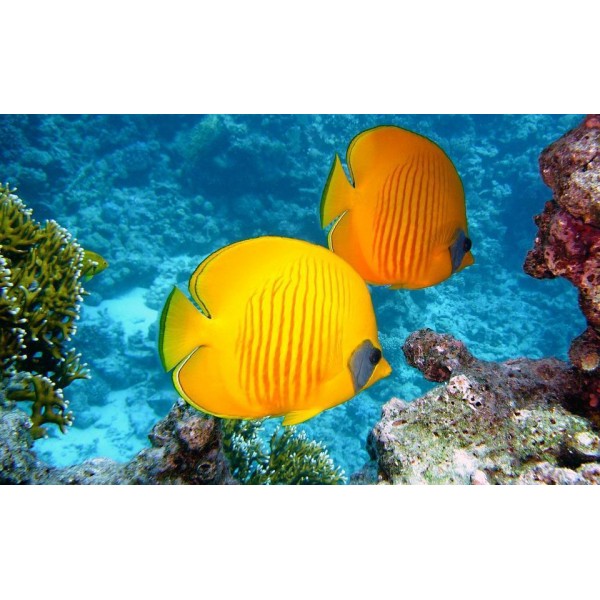 Pesce arancione e giallo