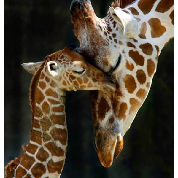 Mamma giraffa con il suo cucciolo