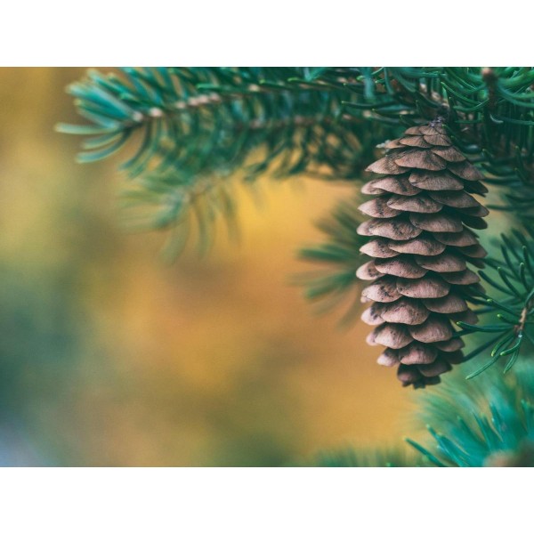 Pigna in albero di Natale