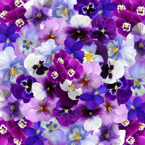 Violette viola