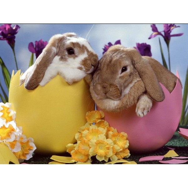 Conigli nelle uova