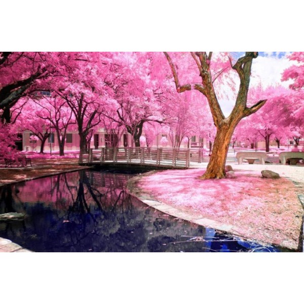 Parco di alberi in fiore rosa