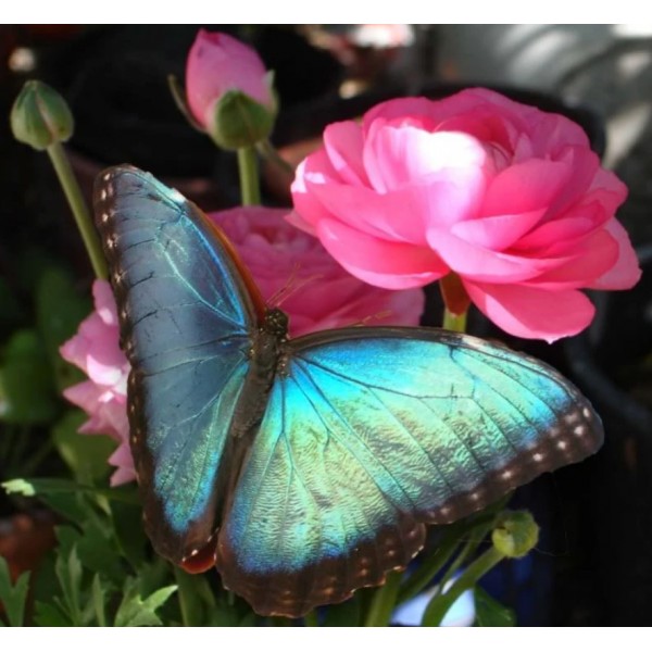 Farfalla blu su fiore rosa