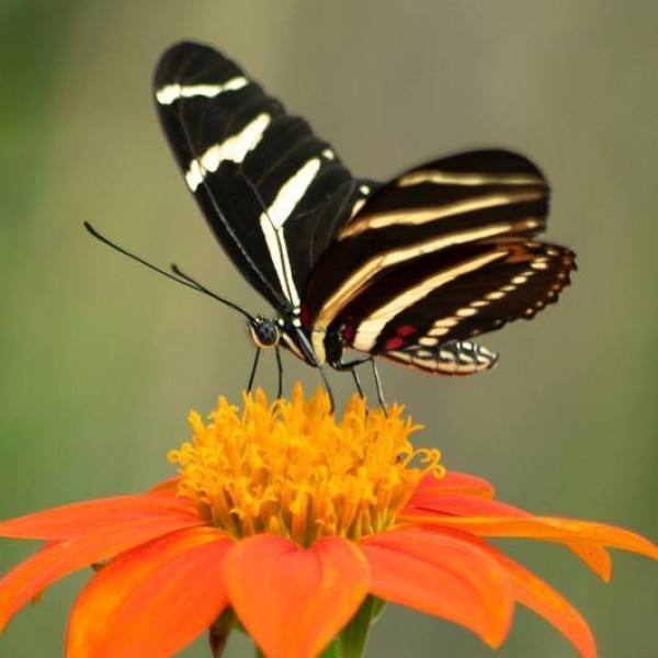 Farfalla a strisce nere