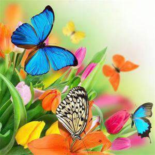 Farfalle in primavera