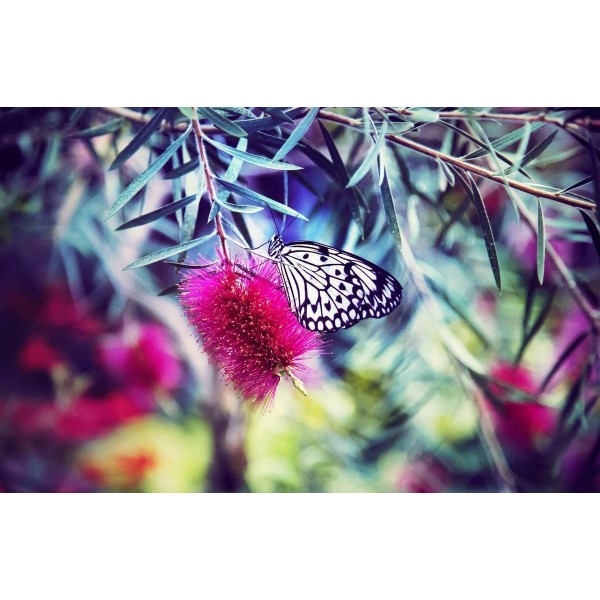 Farfalla felice