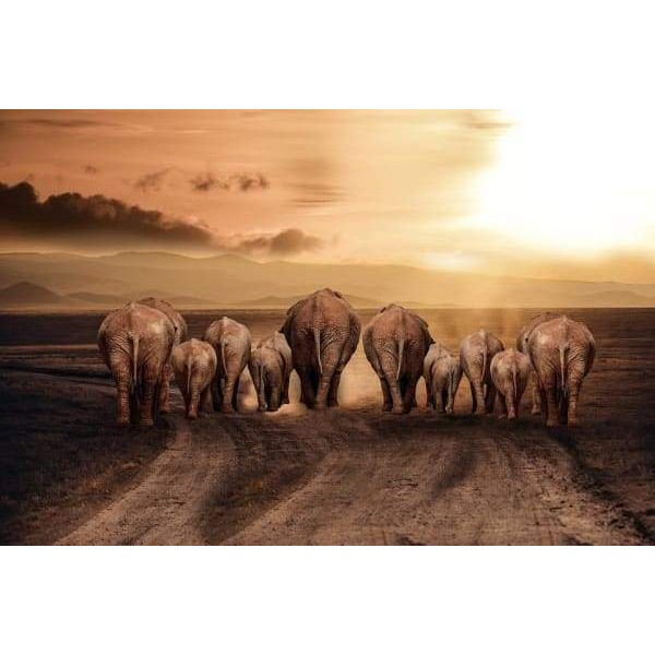 Famiglia di elefanti in viaggio