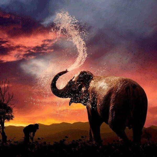 Elefante che fa la doccia
