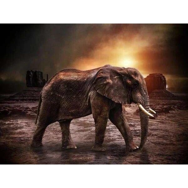 Veccchio elefante in cammino