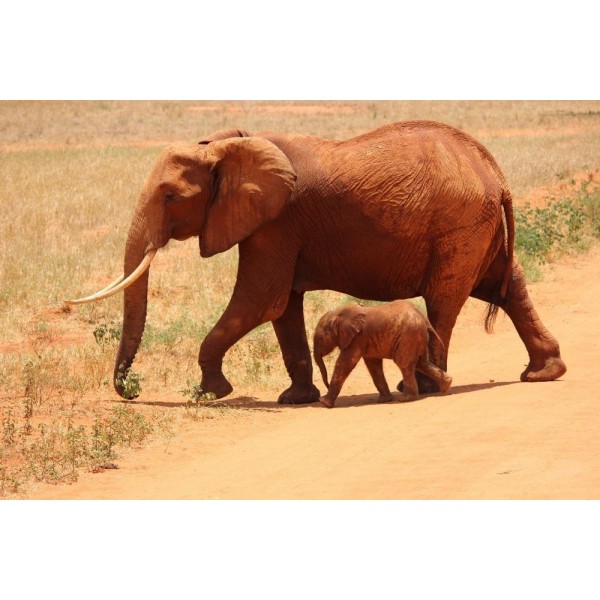 Mamma e cucciolo di elefante