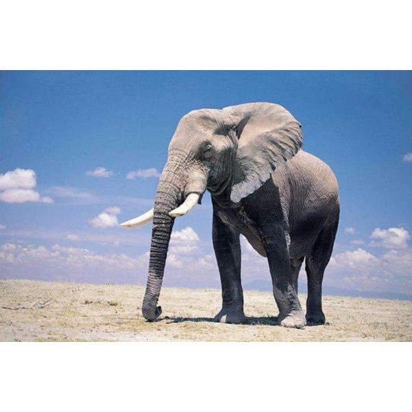 Elefante nel deserto