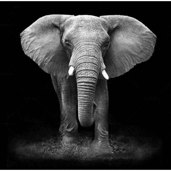 Ritratto di elefante
