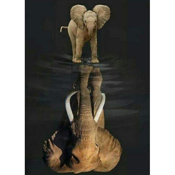 Elefante riflesso