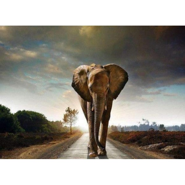 Elefante in cammino