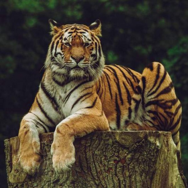 Tigre in agguato