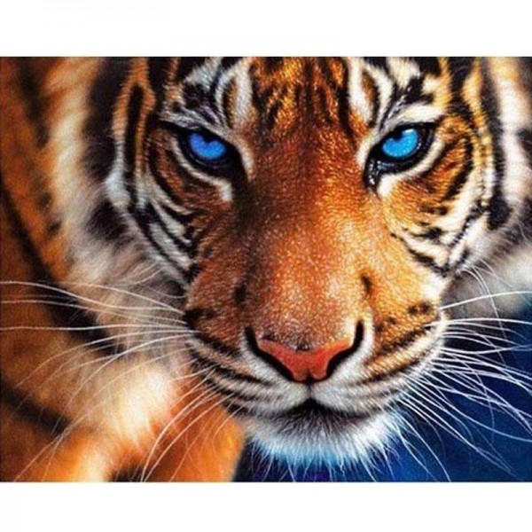 Tigre dagli occhi blu