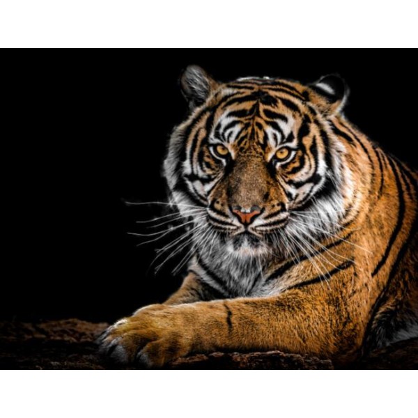 Ritratto di una tigre