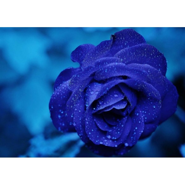 Rosa blu rugiada