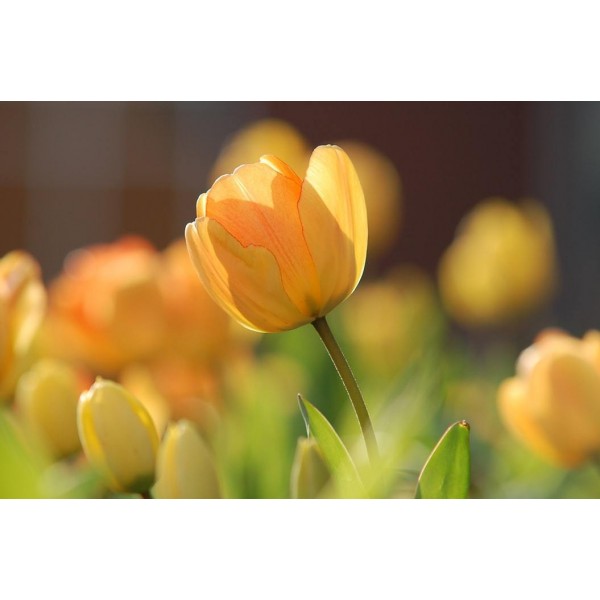 Tulipano primaverile arancione