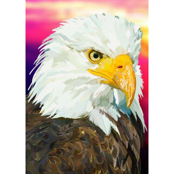Aquila americana dalla coda bianca