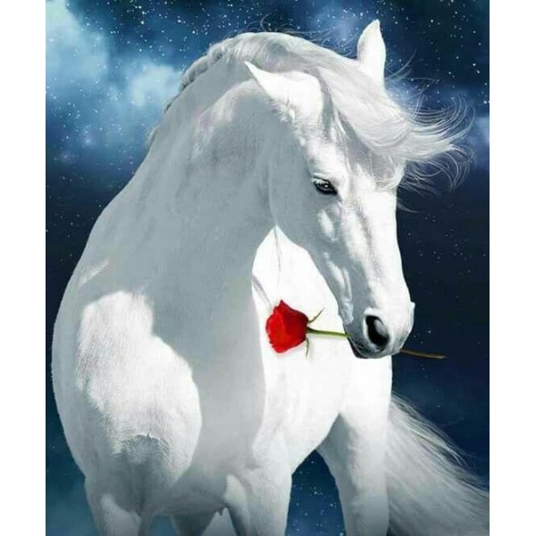 Cavallo bianco con rosa rossa