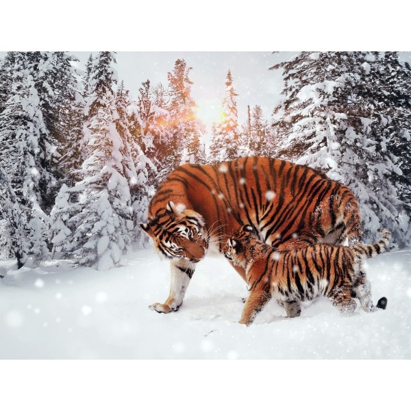 Tigri del Bengala nella neve
