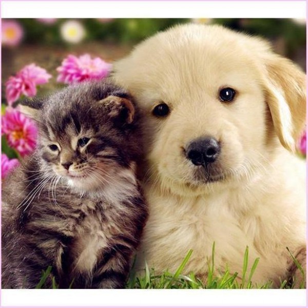 I migliori amici cani e gatti