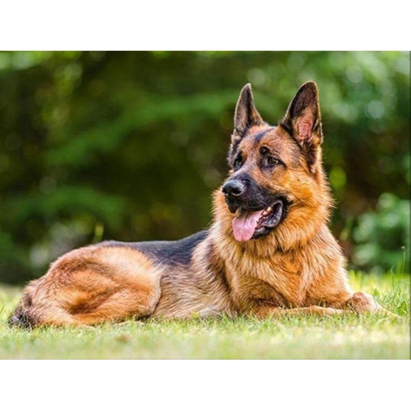 Pastore tedesco in guardia